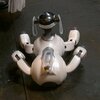 robot mobilny aibo