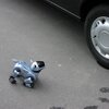 robot mobilny aibo