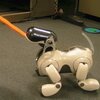 robot mobilny aibo