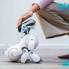 robot mobilny aibo