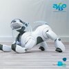 robot mobilny aibo