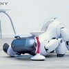 robot mobilny aibo