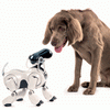 robot mobilny aibo