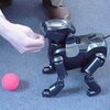robot pies Aibo