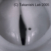 Waseda Talker 5